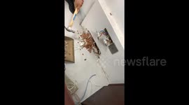 Chinese woman discovers hidden rodent gourmet stash in office wall