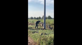 Construction worker teases goat with playful head butts