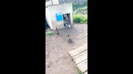 Adorable kitten uses dog as a soft landing pad in charming video