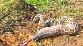Python regurgitates endangered deer calf in Cambodia
