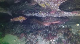 Giant octopus grabs divers hand and tries to pull him under rock because he think he's food