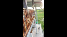 Adorable moment five pet dogs poke their heads through balcony railings