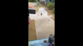 Monday blues! Dog sits in deep floodwater... and even his owner teases him