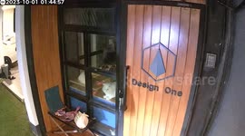 Huge python caught on door outside company office