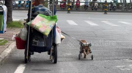 Elderly Scavenger and His Wheelchair-Bound Puppy on the Street in China