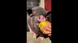Pet pig munches on juicy apple