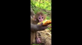 Mother monkey shares a baguette with her baby