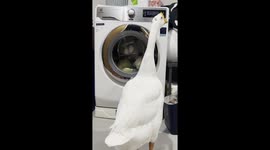 Pet goose fascinated by washing machine going round