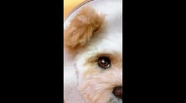 Woman creates hyper-realistic pet portraits with 3D method – but is it creepy or cool? Part 1/4