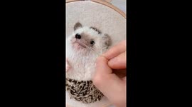 Woman creates hyper-realistic pet portraits with 3D method – but is it creepy or cool? Part 3/4