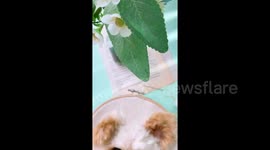 Woman creates hyper-realistic pet portraits with 3D method – but is it creepy or cool?