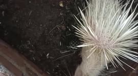 Mutant hedgehog with white fur in Vietnam