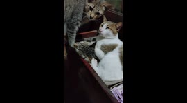 Kittens curl up in drawer to protect owner's cash