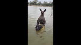 Incredible moment pet owner rescues his dog from being drowned by aggressive kangaroo