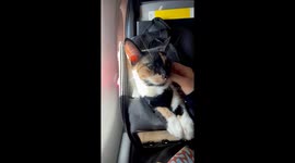 Cute Kitty Is a Calm Plane Passenger