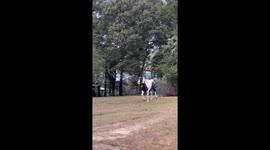 Horse Reunites With His Friends