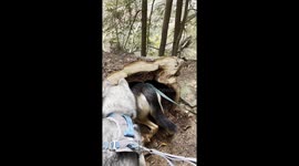 Dog Finds Deceased Raccoon in Hollow Log