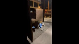 California man has close run-in with HUGE bear rummaging through trash