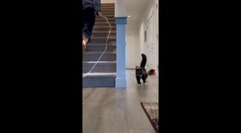 Kitty Drift Mode Activated