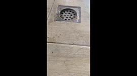 Heroic filmer uses chisel and pliers to rescue kitten from drain pipe