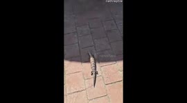 Australian man kindly removes tick from blue-tounged skink lizard