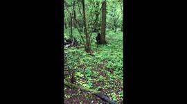 Oso Pardo