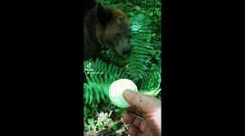 Oso Pardo