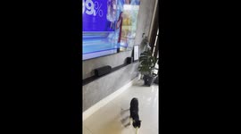 Watching TV With a Sloth