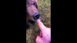 Oso Pardo