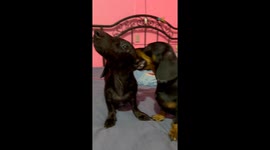 Dachshund Munchin' on That Long Ear