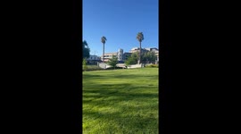 Magpie Swoops a Kangaroo