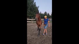 Trainer Builds Special Bond With Horse