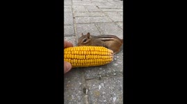 Chipmunk Loves Corn on the Cob