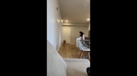 Goofy Golden Retriever Collides With Couch