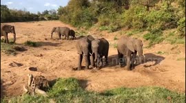 African Elephants Quench Their Thirsts in a Dry Riverbed