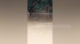 Villager, 67, killed by vicious crocodile in river in Malaysia