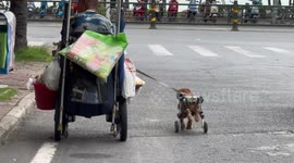 Like man, like dog! Disabled pensioner takes his disabled dog for a walk in matching wheelchair