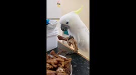 Yellow-crested cockatoo tucks into chicken feet snack
