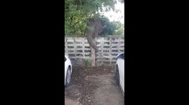 Elephant pokes its trunk over garden wall to greet driver
