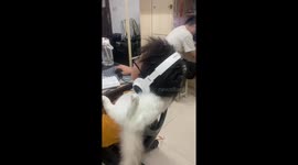 Gamer uses fluffy white cat for his neck pillow
