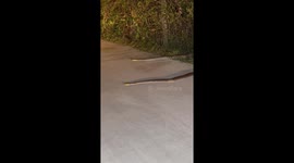 Two huge mating pythons emerge from bush onto road in Thailand