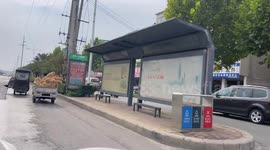 Large Group of Golden Retrievers Sharing a Ride on the Back of a Tricycle in China