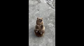 Intelligent brown bear crosses legs on tourists' commands in China