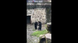Visitors stunned by upright brawl between black bears at Chinese zoo