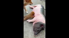 Clingy puppy suckles on mother pig's nipples