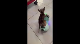 Kitten rides remote-controlled toy Vespa scooter