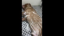 American Bully falls asleep while having a relaxing soapy shower