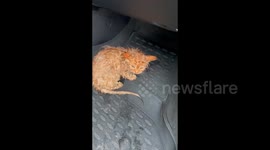 Belarus woman rescues drenched kitten stranded on a highway