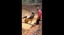 Independence day commemoration: wheelbarrow challenge ends in watery mishap