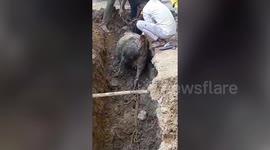 Cow rescued after it falls into under-construction sewer line in central India